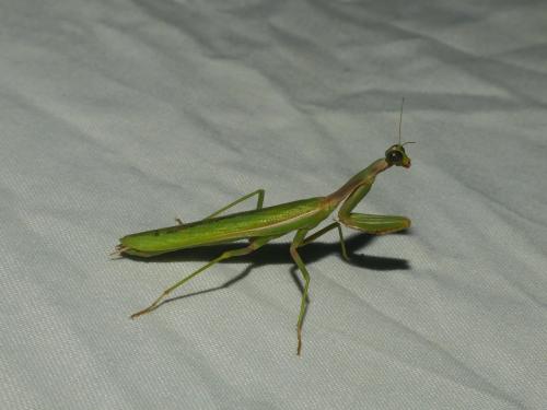 Réf. 309 787 : Iris oratoria